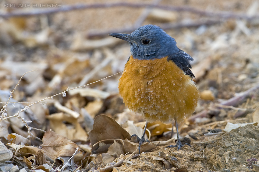 Rock Thrush_KBJ9181.jpg - Rock Thrush - Kibbutz Neot Semadar